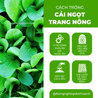Hạt giống Cải ngọt Trang Nông (100gram), hạt giống nảy mầm tốt, năng suất cao, trông quanh năm