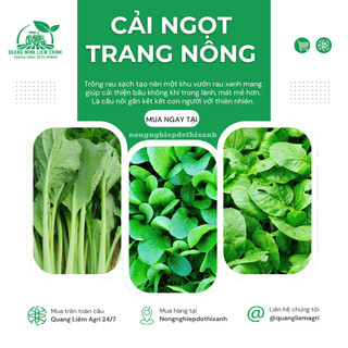 Hạt giống Cải ngọt Trang Nông (100gram), hạt giống nảy mầm tốt, năng suất cao, trông quanh năm
