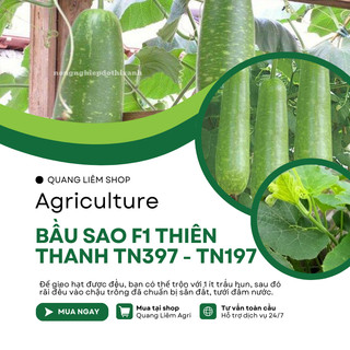 Bầu Sao F1 Thiên Thanh TN397 - TN197 (1.1gr), hạt giống nảy mầm tốt, năng suất cao, trông quanh năm
