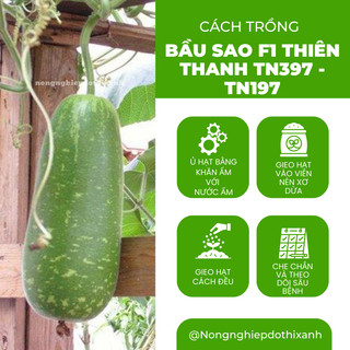 Bầu Sao F1 Thiên Thanh TN397 - TN197 (1.1gr), hạt giống nảy mầm tốt, năng suất cao, trông quanh năm