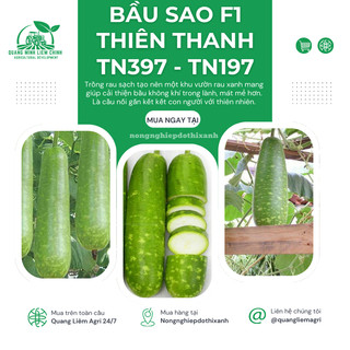 Bầu Sao F1 Thiên Thanh TN397 - TN197 (1.1gr), hạt giống nảy mầm tốt, năng suất cao, trông quanh năm