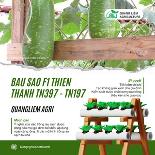 Bầu Sao F1 Thiên Thanh TN397 - TN197 (1.1gr), hạt giống nảy mầm tốt, năng suất cao, trông quanh năm