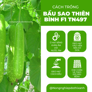 Bầu Sao Thiên Bình F1 TRANG NÔNG TN497 (1.1gr), hạt giống nảy mầm tốt, năng suất cao