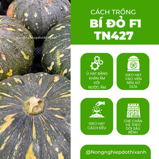Bí Đỏ F1 TN427 (Trái Tròn) (2gram), hạt giống nảy mầm tốt, năng suất cao, trông quanh năm