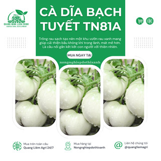 Cà Dĩa Bạch Tuyết TN81A (1gr), hạt giống nảy mầm tốt, năng suất cao, trông quanh năm