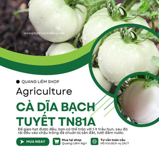 Cà Dĩa Bạch Tuyết TN81A (1gr), hạt giống nảy mầm tốt, năng suất cao, trông quanh năm