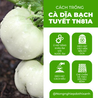 Cà Dĩa Bạch Tuyết TN81A (1gr), hạt giống nảy mầm tốt, năng suất cao, trông quanh năm