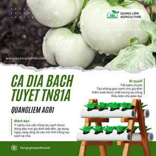 Cà Dĩa Bạch Tuyết TN81A (1gr), hạt giống nảy mầm tốt, năng suất cao, trông quanh năm