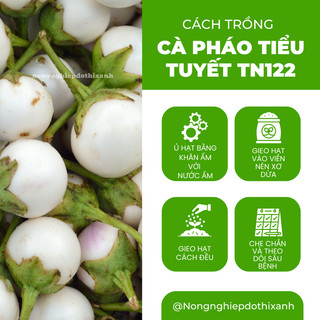 Cà Pháo Tiểu Tuyết TN122 (1gr) Trang Nông, hạt giống nảy mầm tốt, năng suất cao, trông quanh năm
