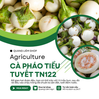 Cà Pháo Tiểu Tuyết TN122 (1gr) Trang Nông, hạt giống nảy mầm tốt, năng suất cao, trông quanh năm