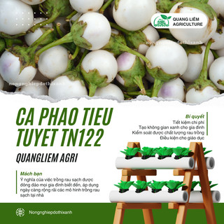 Cà Pháo Tiểu Tuyết TN122 (1gr) Trang Nông, hạt giống nảy mầm tốt, năng suất cao, trông quanh năm