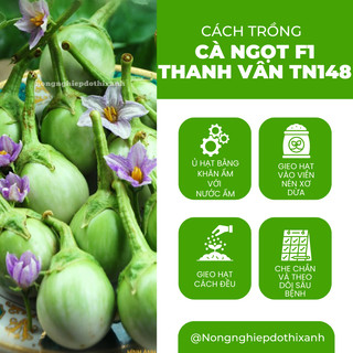 Cà ngọt F1 Thanh Vân TN148 (1gr) Trang Nông, hạt giống nảy mầm tốt, năng suất cao, trông quanh năm