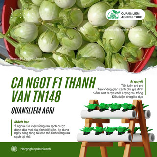 Cà ngọt F1 Thanh Vân TN148 (1gr) Trang Nông, hạt giống nảy mầm tốt, năng suất cao, trông quanh năm
