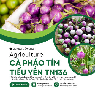 Cà Pháo Tím Tiểu Yến TN136 (1gr) Trang Nông, hạt giống nảy mầm tốt, năng suất cao, trông quanh năm