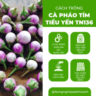 Cà Pháo Tím Tiểu Yến TN136 (1gr) Trang Nông, hạt giống nảy mầm tốt, năng suất cao, trông quanh năm