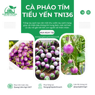 Cà Pháo Tím Tiểu Yến TN136 (1gr) Trang Nông, hạt giống nảy mầm tốt, năng suất cao, trông quanh năm