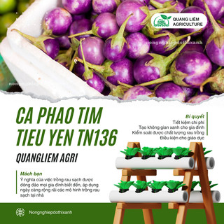 Cà Pháo Tím Tiểu Yến TN136 (1gr) Trang Nông, hạt giống nảy mầm tốt, năng suất cao, trông quanh năm