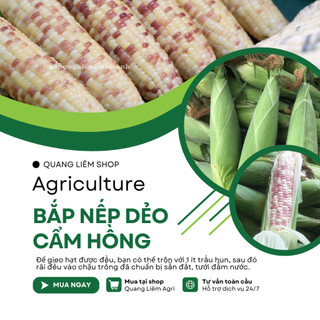 Hạt Giống Bắp Nếp Dẻo Cẩm Hồng RADO (Gói 5g~30 Hạt) Rạng Đông, Trái To, Hạt Dẻo, Rất Thơm