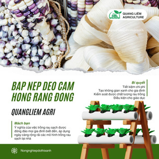 Hạt Giống Bắp Nếp Dẻo Cẩm Hồng RADO (Gói 5g~30 Hạt) Rạng Đông, Trái To, Hạt Dẻo, Rất Thơm