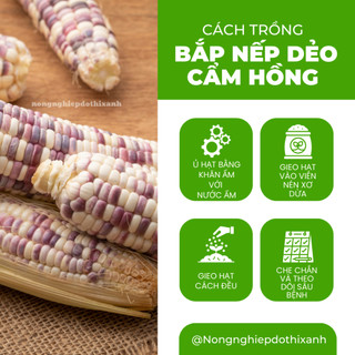 Hạt Giống Bắp Nếp Dẻo Cẩm Hồng RADO (Gói 5g~30 Hạt) Rạng Đông, Trái To, Hạt Dẻo, Rất Thơm
