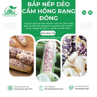 Hạt Giống Bắp Nếp Dẻo Cẩm Hồng RADO (Gói 5g~30 Hạt) Rạng Đông, Trái To, Hạt Dẻo, Rất Thơm