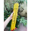 Sáo trúc ngang ( phù hợp trẻ em ), sáo trúc , nhạc cụ biểu diễn , sáo trúc cổ truyền