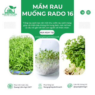 Hạt Giống Mầm Rau Muống RADO 16 (Gói 50g~1000 Hạt) Rạng Đông, Giàu Dinh Dưỡng, Nhanh Thu Hoạch