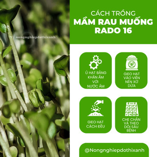 Hạt Giống Mầm Rau Muống RADO 16 (Gói 50g~1000 Hạt) Rạng Đông, Giàu Dinh Dưỡng, Nhanh Thu Hoạch