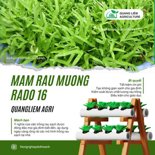 Hạt Giống Mầm Rau Muống RADO 16 (Gói 50g~1000 Hạt) Rạng Đông, Giàu Dinh Dưỡng, Nhanh Thu Hoạch