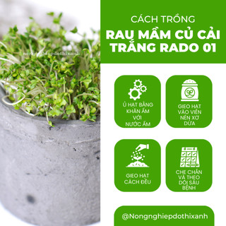 Hạt Giống Rau Mầm Củ Cải Trắng RADO 01 (Gói 50g~3000 Hạt) Rạng Đông, Nảy Mầm Đồng Đều