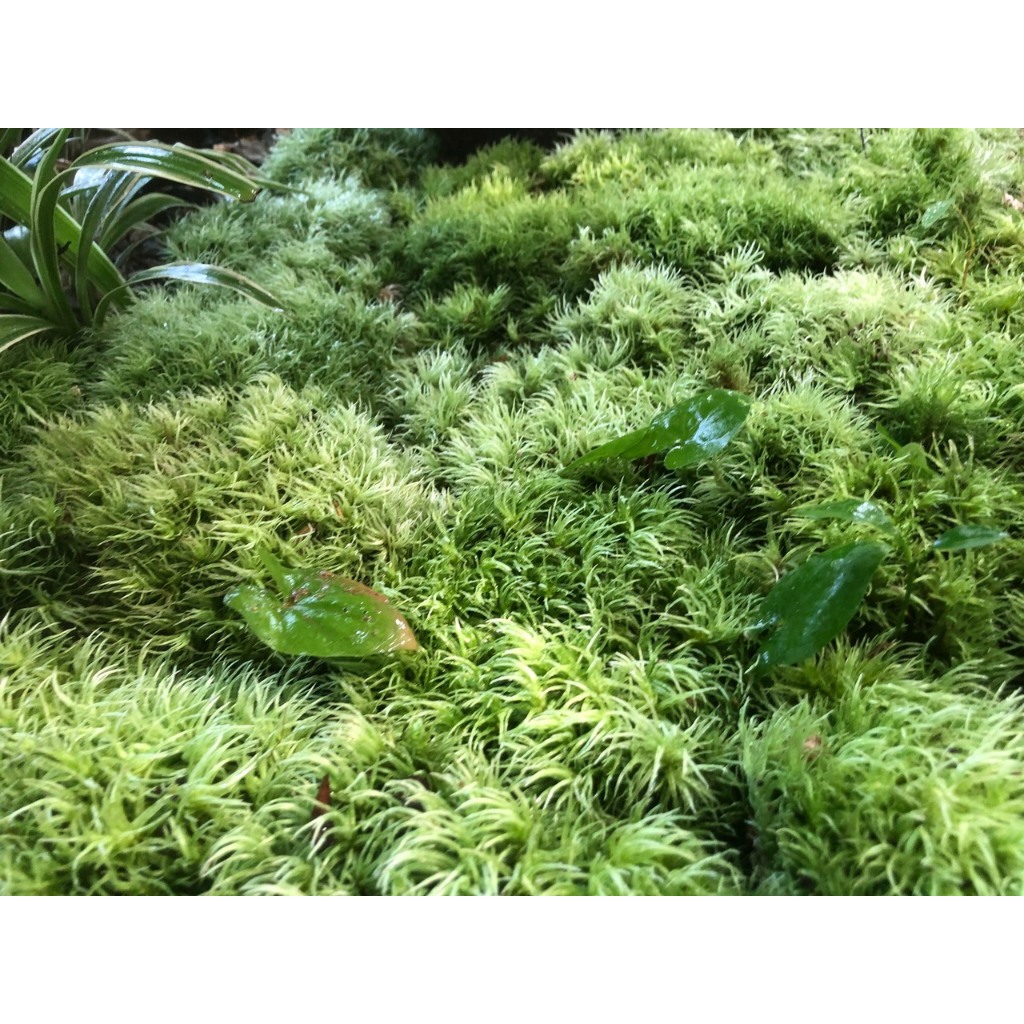 Rêu cỏ mây Gigamoss dùng trang trí tiểu cảnh, trồng bán cạn,terrarium.bonsai