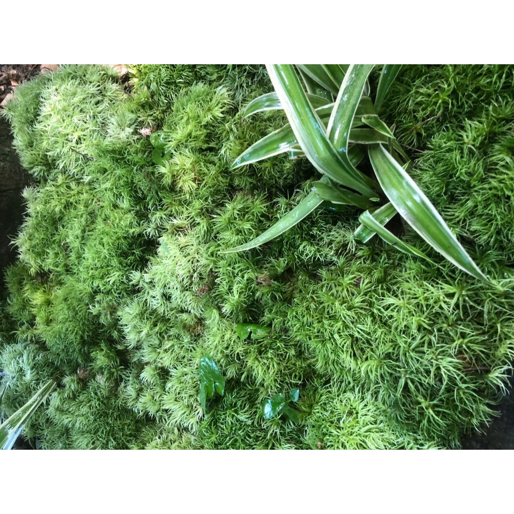Rêu cỏ mây Gigamoss dùng trang trí tiểu cảnh, trồng bán cạn,terrarium.bonsai