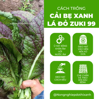 Cải bẹ xanh lá đỏ zuki Trang Nông TN99 (10gr), hạt giống nảy mầm tốt, năng suất cao, trông quanh năm