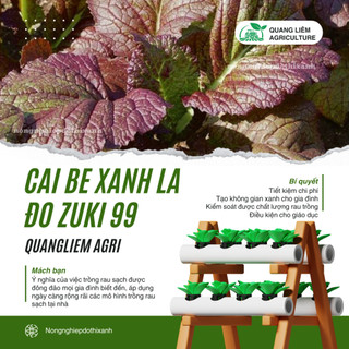 Cải bẹ xanh lá đỏ zuki Trang Nông TN99 (10gr), hạt giống nảy mầm tốt, năng suất cao, trông quanh năm