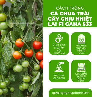 Hạt Giống Cà Chua Trái Cây Chịu Nhiệt Lai F1 Gana RADO 533 (Gói 3 Hạt) Rạng Đông, Sai Trái, Vị Ngọt