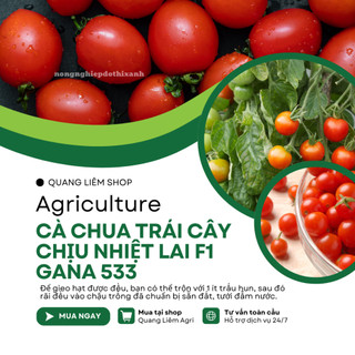 Hạt Giống Cà Chua Trái Cây Chịu Nhiệt Lai F1 Gana RADO 533 (Gói 3 Hạt) Rạng Đông, Sai Trái, Vị Ngọt