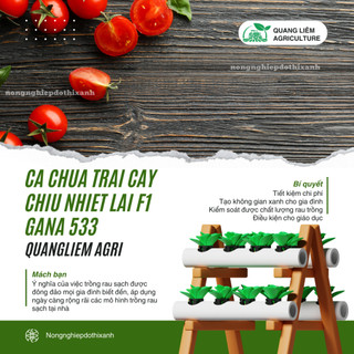 Hạt Giống Cà Chua Trái Cây Chịu Nhiệt Lai F1 Gana RADO 533 (Gói 3 Hạt) Rạng Đông, Sai Trái, Vị Ngọt