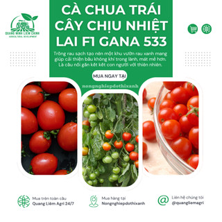 Hạt Giống Cà Chua Trái Cây Chịu Nhiệt Lai F1 Gana RADO 533 (Gói 3 Hạt) Rạng Đông, Sai Trái, Vị Ngọt