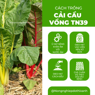 Cải Cầu Vồng TN39 (10gram) Trang Nông, hạt giống nảy mầm tốt, năng suất cao, trông quanh năm
