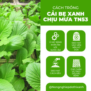 Cải Bẹ Xanh Chịu Mưa TRANG NÔNG TN53 (100gr), hạt giống nảy mầm tốt, năng suất cao, trông quanh năm