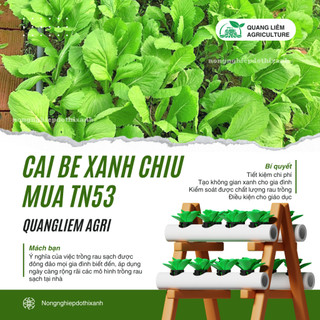 Cải Bẹ Xanh Chịu Mưa TRANG NÔNG TN53 (100gr), hạt giống nảy mầm tốt, năng suất cao, trông quanh năm