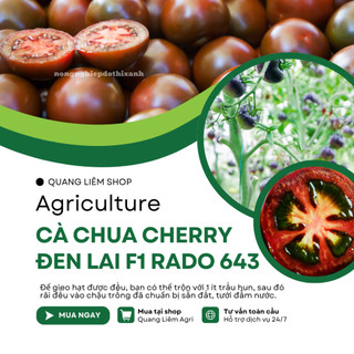 Hạt Giống Cà Chua Cherry Đen Lai F1 RADO 643 (Gói 0,1g~45 Hạt) Rạng Đông, Trồng Quanh Năm