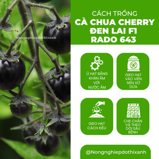 Hạt Giống Cà Chua Cherry Đen Lai F1 RADO 643 (Gói 0,1g~45 Hạt) Rạng Đông, Trồng Quanh Năm