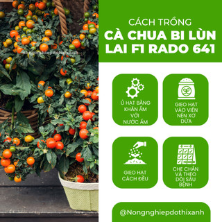 Hạt Giống Cà Chua Bi Lùn Lai F1 RADO 641 (Gói 0,1g~30 Hạt) Rạng Đông, Trồng Chậu, Dễ Chăm Sóc