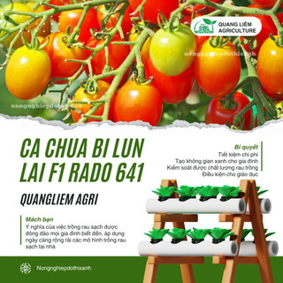 Hạt Giống Cà Chua Bi Lùn Lai F1 RADO 641 (Gói 0,1g~30 Hạt) Rạng Đông, Trồng Chậu, Dễ Chăm Sóc