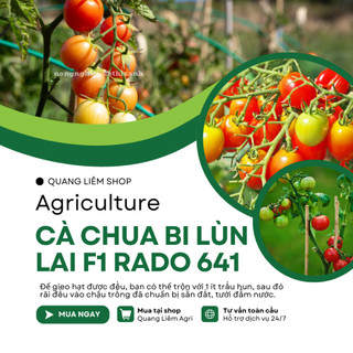 Hạt Giống Cà Chua Bi Lùn Lai F1 RADO 641 (Gói 0,1g~30 Hạt) Rạng Đông, Trồng Chậu, Dễ Chăm Sóc