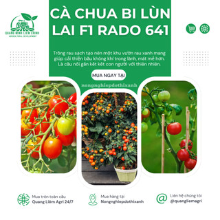 Hạt Giống Cà Chua Bi Lùn Lai F1 RADO 641 (Gói 0,1g~30 Hạt) Rạng Đông, Trồng Chậu, Dễ Chăm Sóc