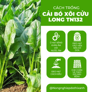 Cải Bó Xôi Cửu Long Trang Nông TN132 (20gram), hạt giống nảy mầm tốt, năng suất cao, trông quanh năm