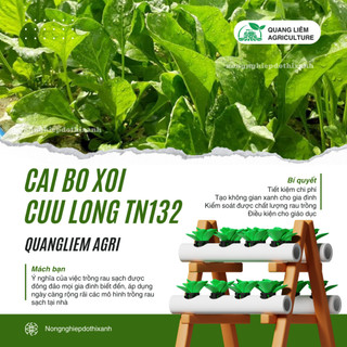 Cải Bó Xôi Cửu Long Trang Nông TN132 (20gram), hạt giống nảy mầm tốt, năng suất cao, trông quanh năm