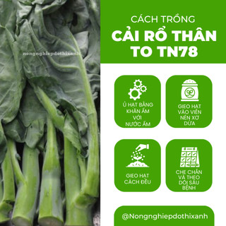 Cải Rổ Thân To Trang Nông TN78 (20grram), hạt giống nảy mầm tốt, năng suất cao, trông quanh năm